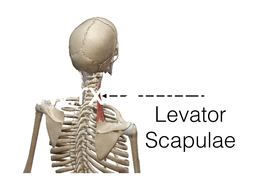 Functions of Levator Scapulae