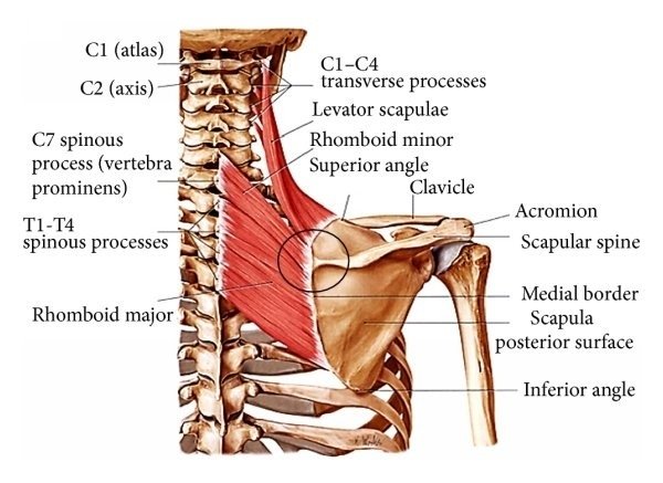 What Is Levator scapulae Muscle?