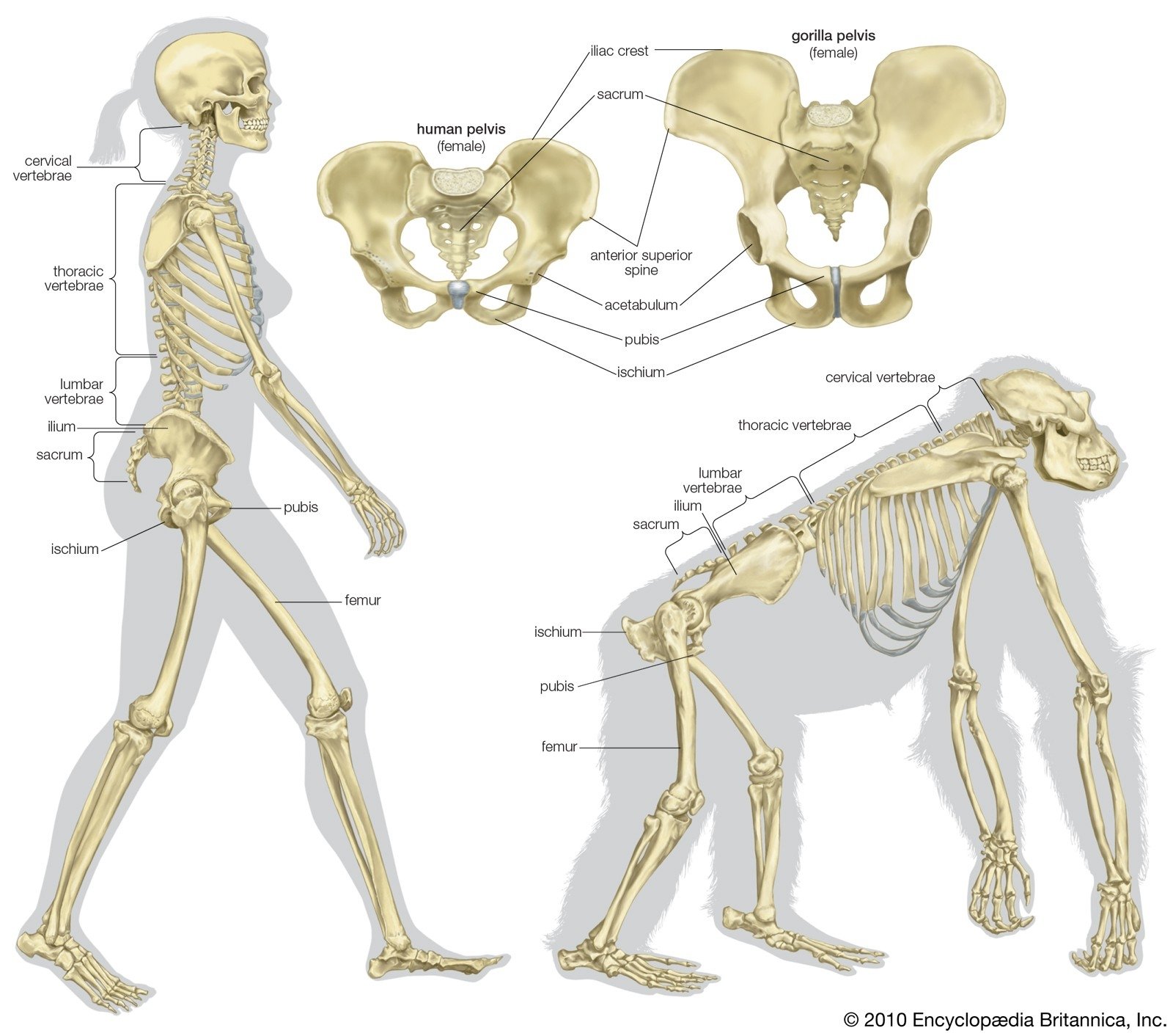 Origin Nerve Supply Of Rhomboid Minor Muscle