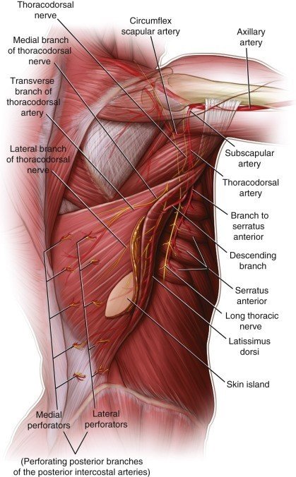 How To Strength of The Pectoralis Muscle?