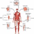 What are the muscles on the side of your torso?/Trunk Muscles