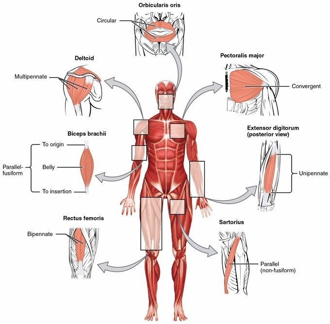 What muscle flexes the trunk?