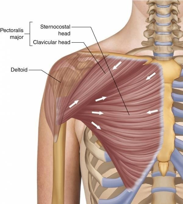 What Is Pectoralis Major