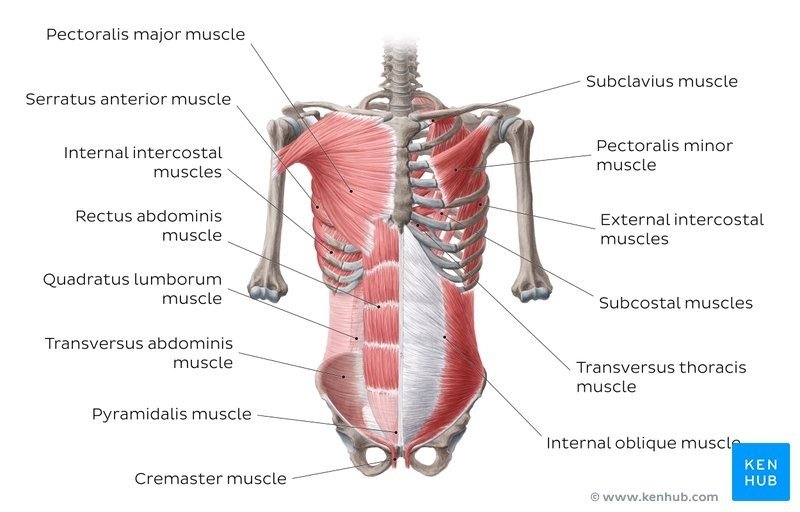 What Is Pyramidalis Muscle?