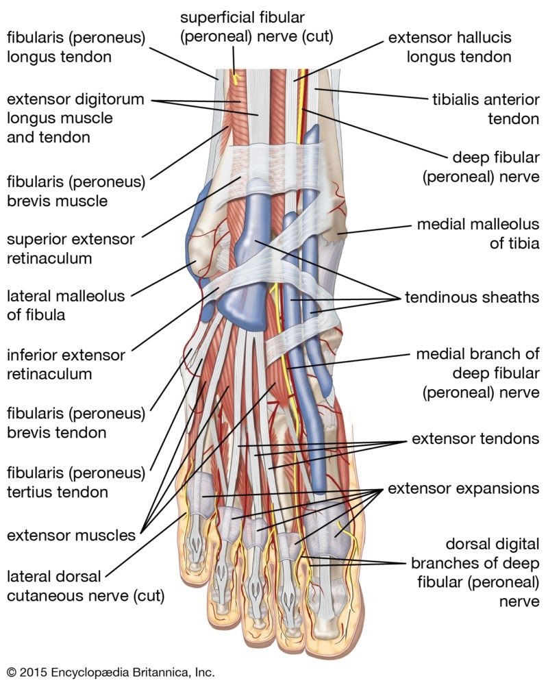 Muscles of the Lower Limb