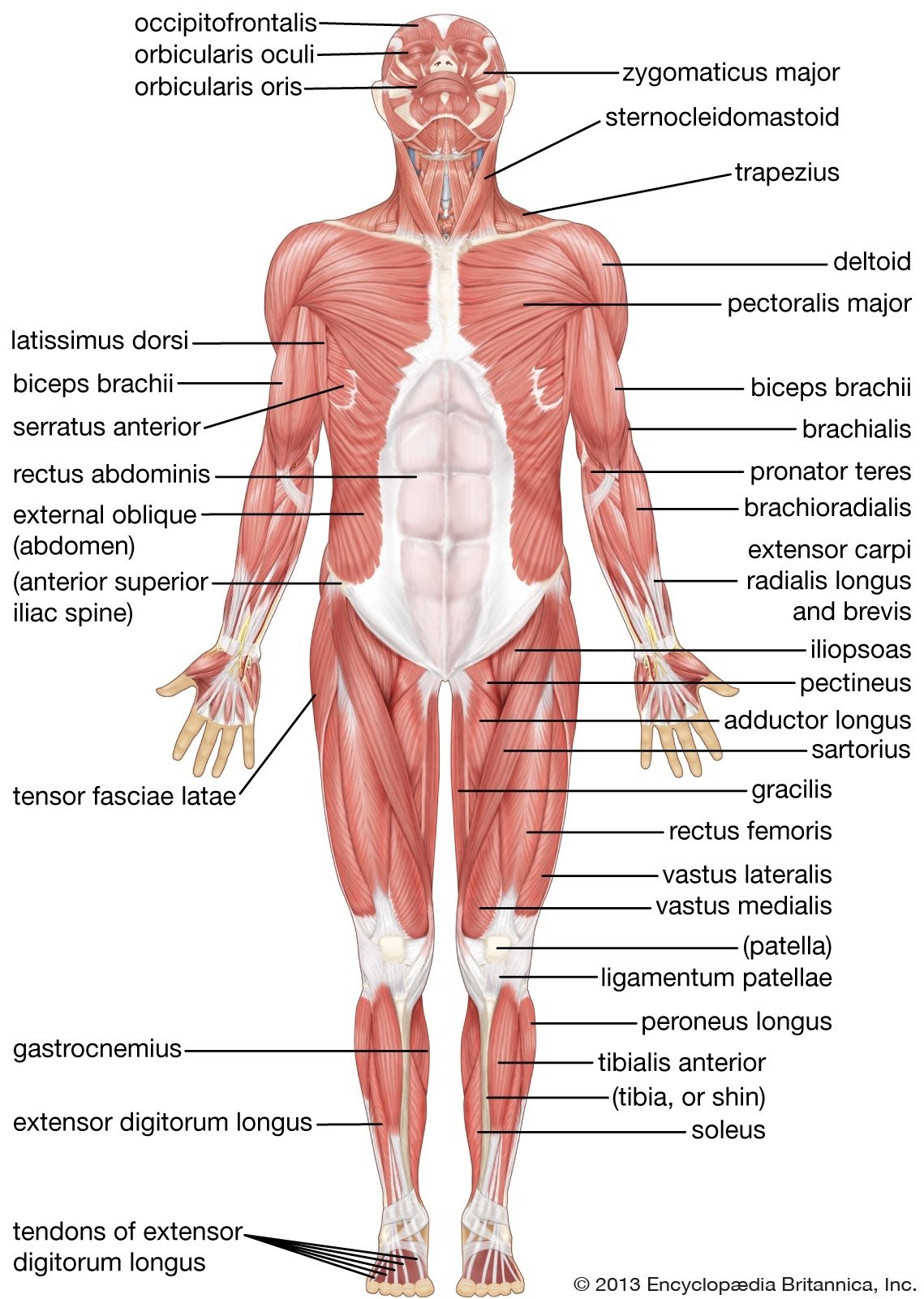 Nerve Supply /Innervation of Quadratus Lumborum Muscle