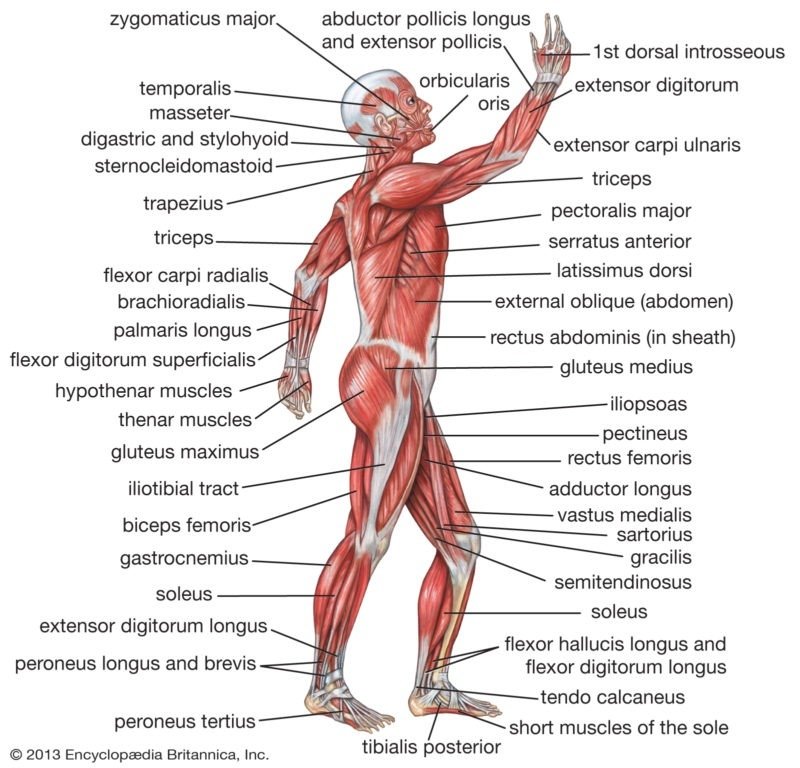 Muscles of the Lower Limb