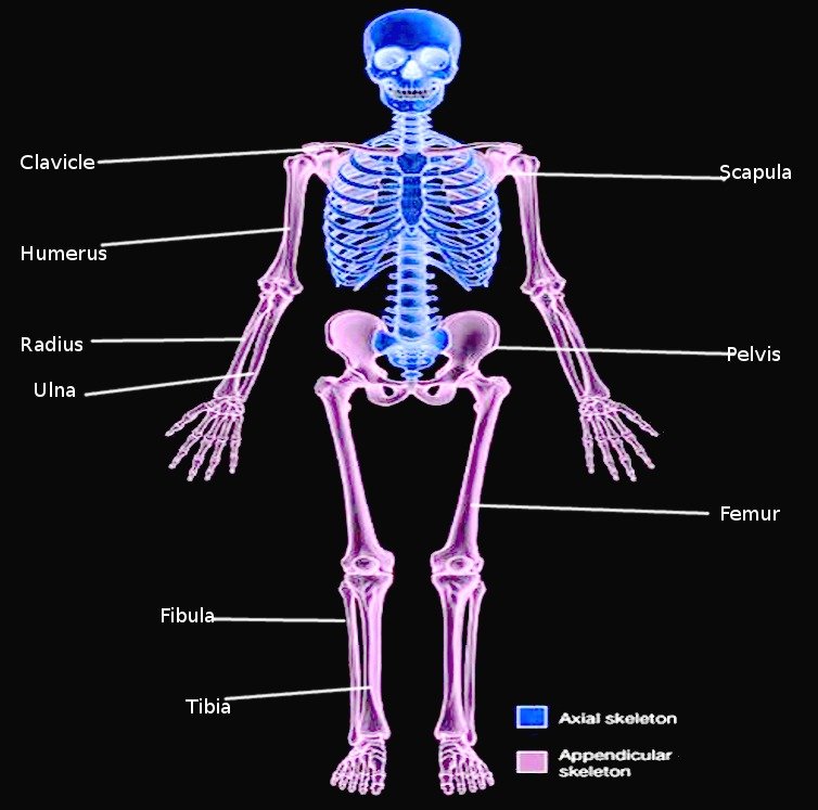 Shoulder and Upper Limb Muscle Attachment A to Z