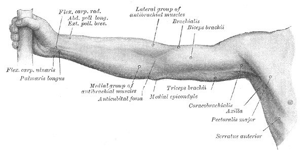 Shoulder and Upper Limb Bones List A to Z