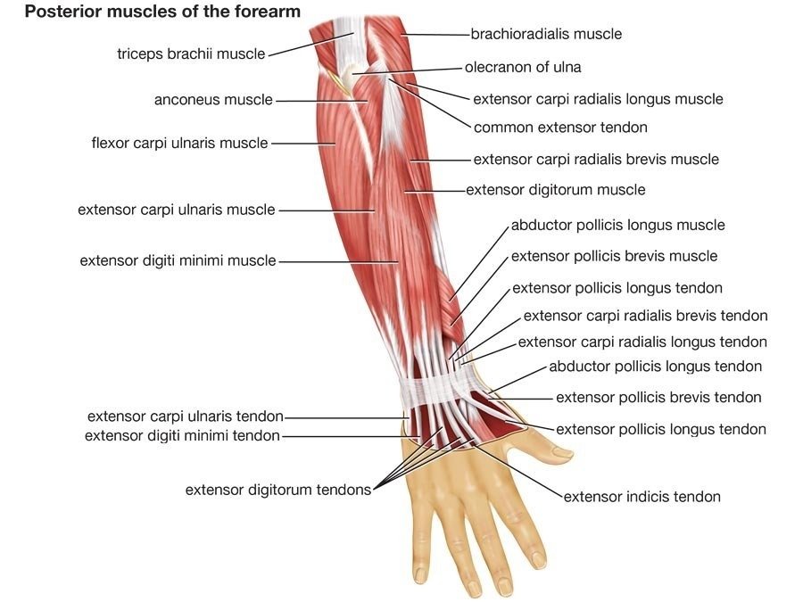 Extensors of Arm