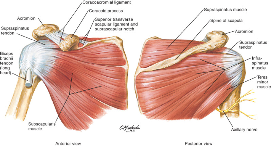 Muscles Attachment of Rotator Cuff Muscle