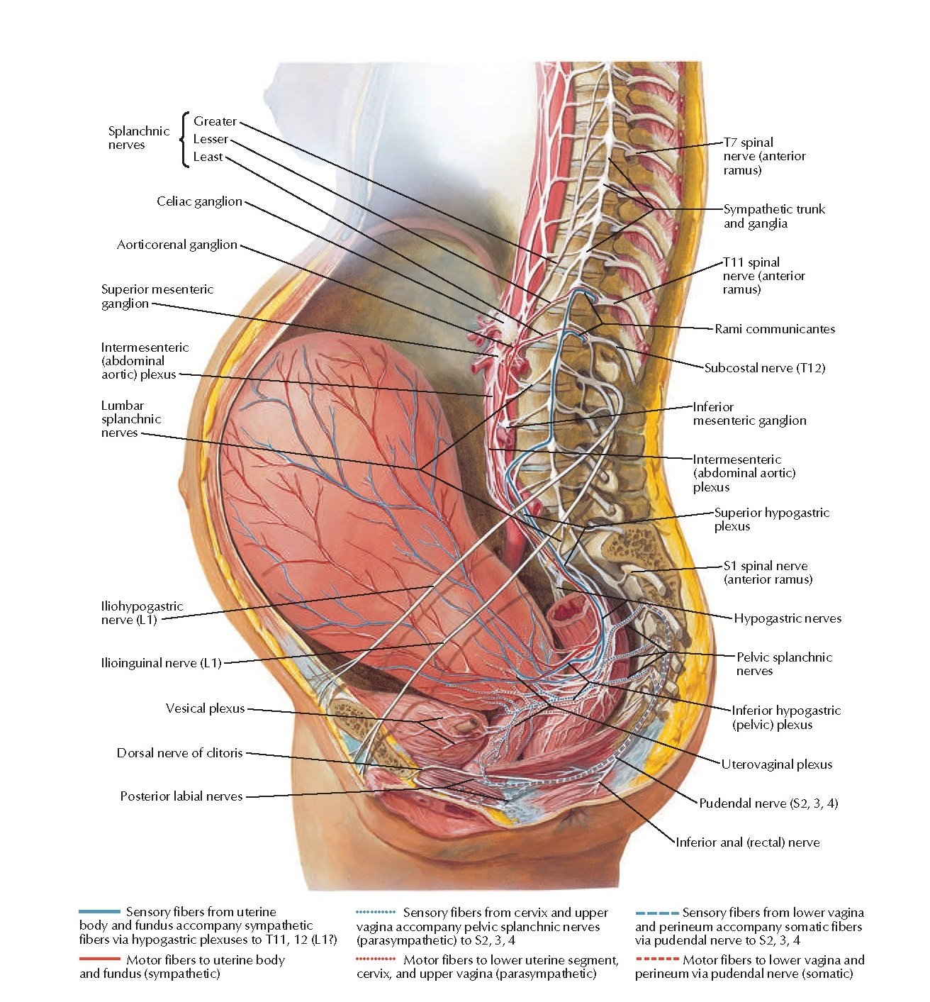 Pelvic Ring Fracture