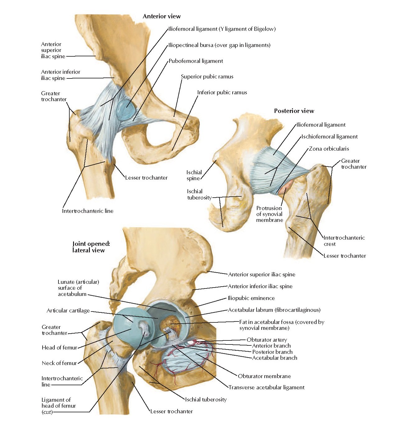 Muscle Attachment of Hip Joint
