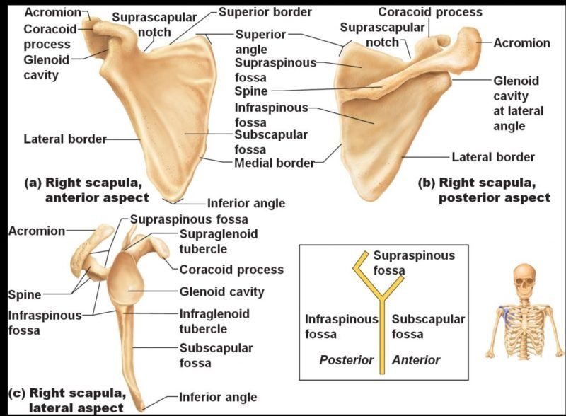 Movement of Shoulder Girdle