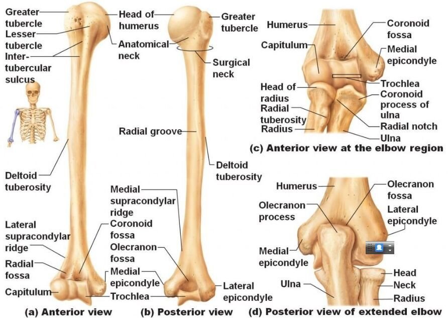 Functions of Humerus