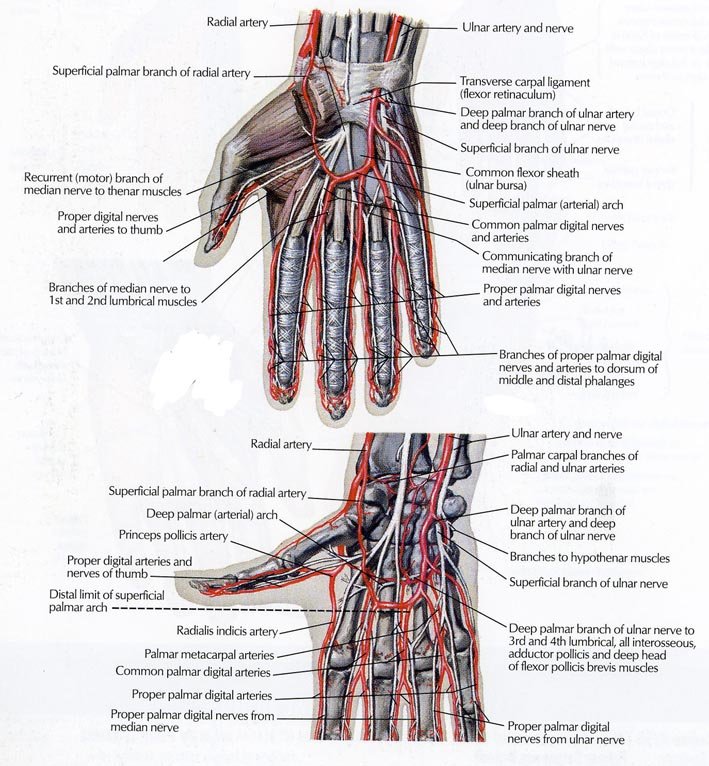 Intrinsic Muscles of Hand 