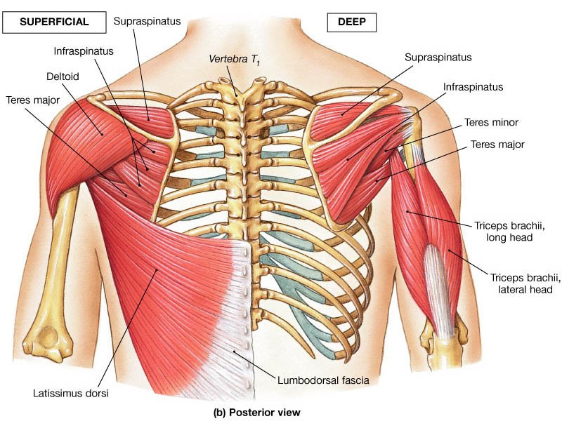 Nerve Supply of Upper Arm
