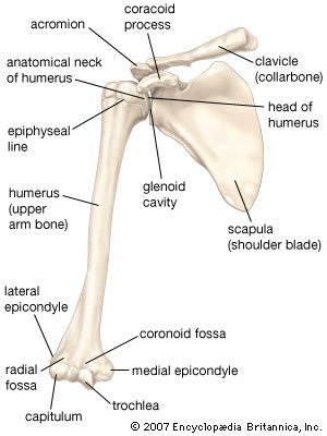 Humerus