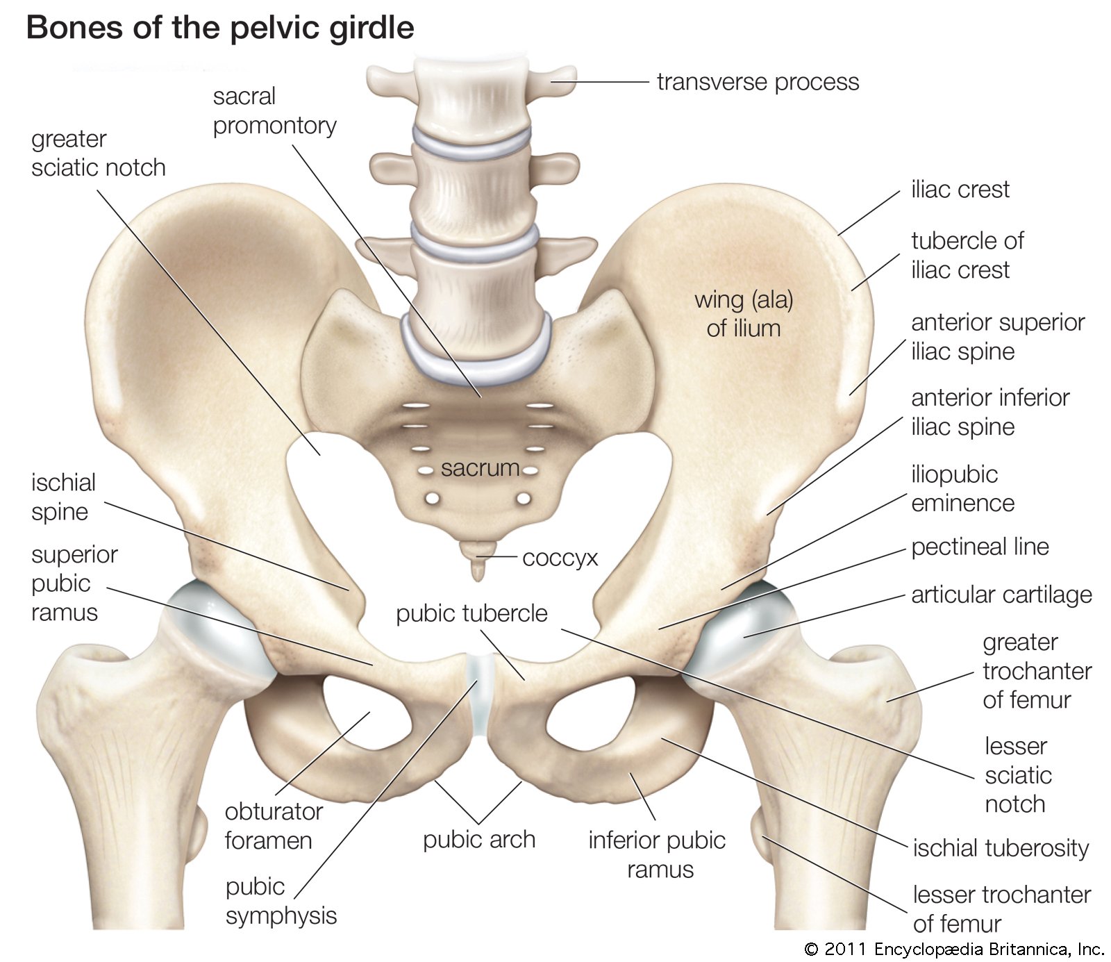 Sacroiliac Joint Trauma