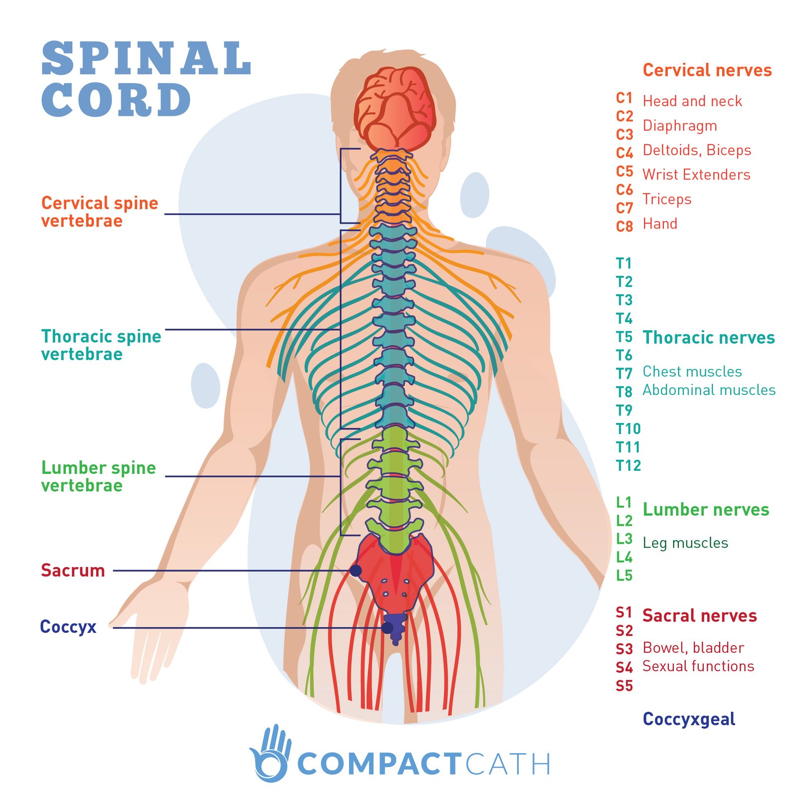 Anatomy of Spinal Cord Injury