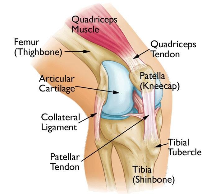 Knee Dislocation Injury