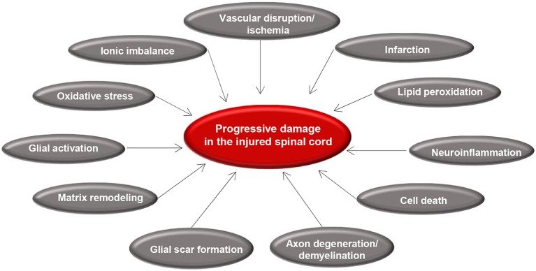 Incomplete Spinal Cord Injury