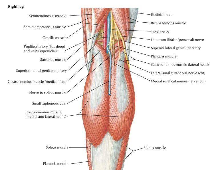Popliteal Fossa