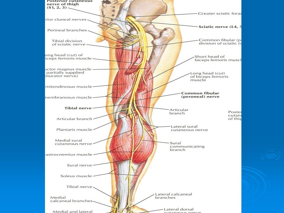 Early Symptoms Of Knee Joints Osteoarthritis