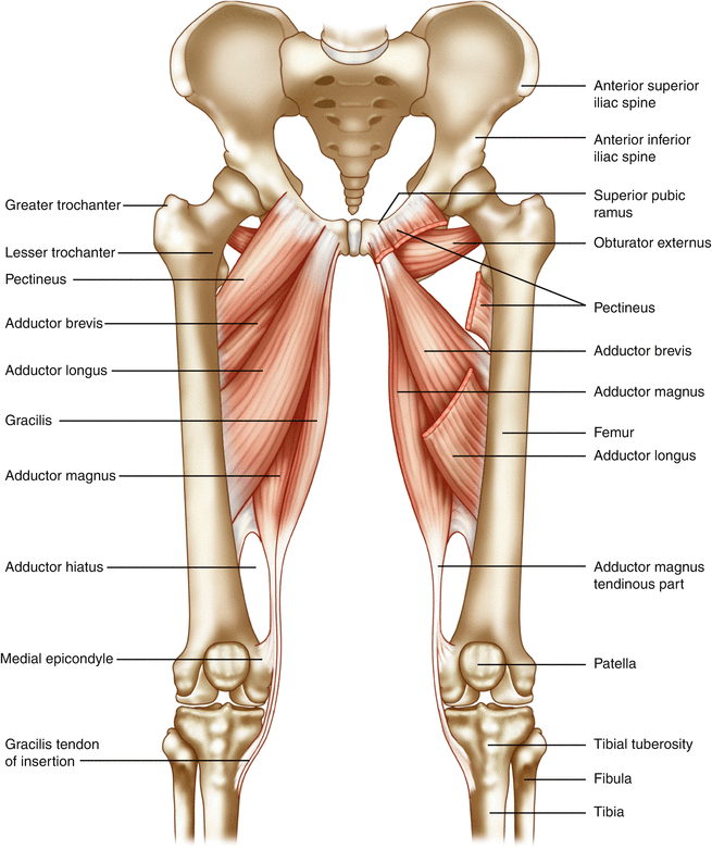 Adductor Longus Muscle