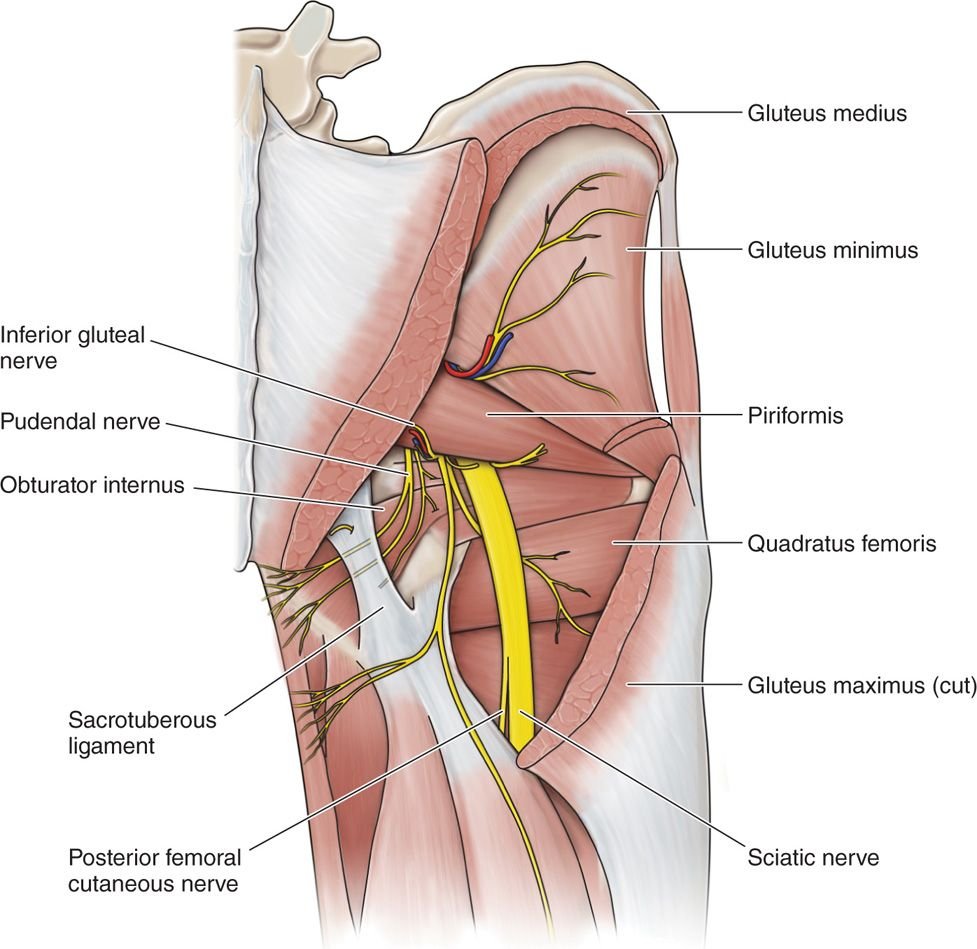 Inferior gemellus muscle