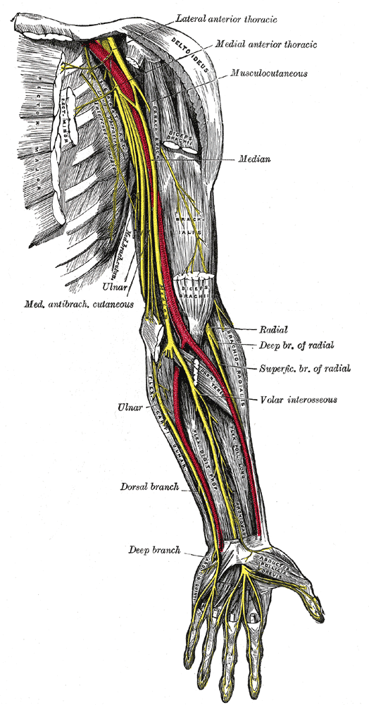 Median Nerve Palsy