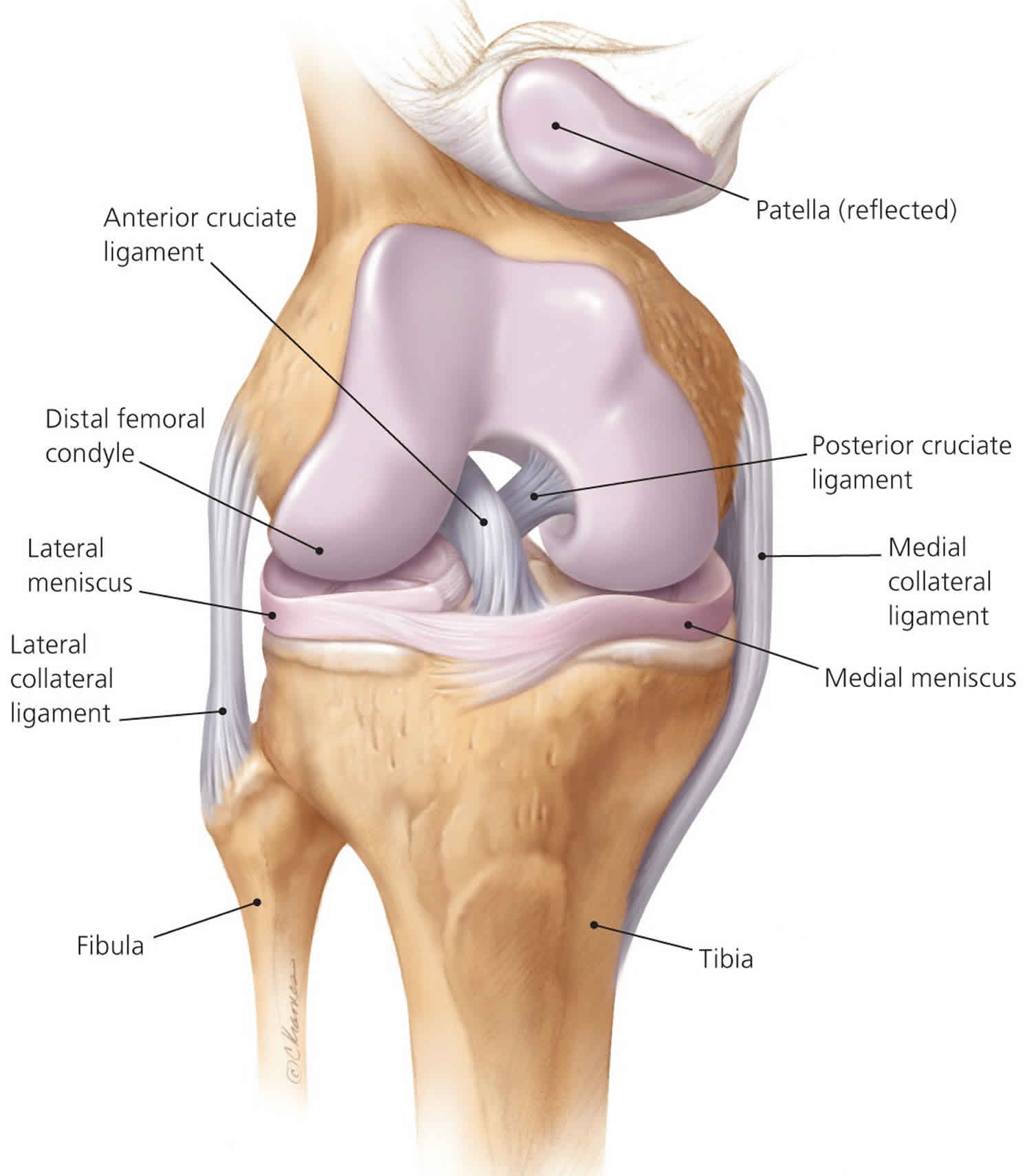 Anterior Cruciate Ligament