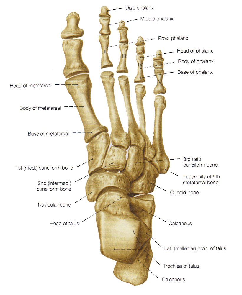 foot bones