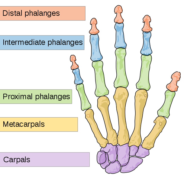 Phalangeal fractures