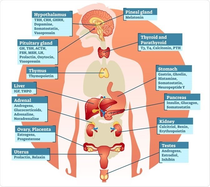 Thyroid Hormone - Types, Functions, Clinical Significance