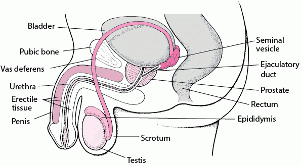 What Is Prostatitis?